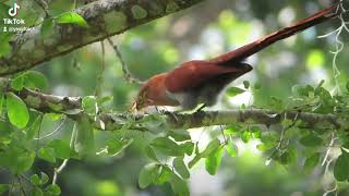 squirrel bird hunts longtails among the green trees [upl. by Sanger]