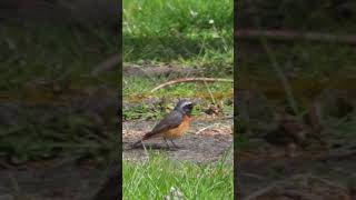 Common redstart gets a snack [upl. by Allred630]