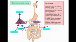 Spijsverteringskanaal  biologie eindexamenstof HAVO [upl. by Coopersmith129]