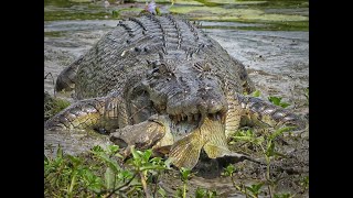 Crocodile encounters Barramundi Saratoga and Australian Billabongs [upl. by Legra202]