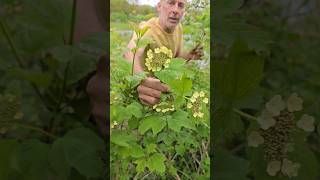 Guelder Roses are flowering nativetrees woodland permaculture nature explore adventure [upl. by Scottie384]