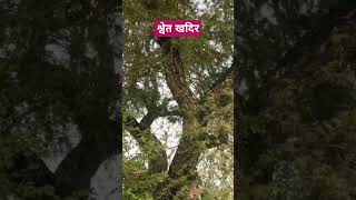 सफेद खैर का पेड़।white acacia catechu plant।medicinal plant।praveen kanaujia। [upl. by Gaye795]