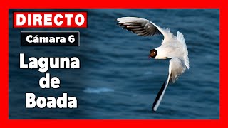 🦆 Vida Salvaje Cámara 6  Palencia LAGUNA de BOADA 🔴 DIRECTO [upl. by Leboff]