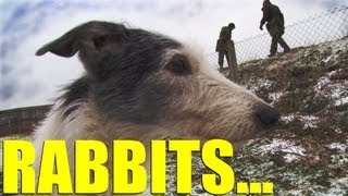 Fieldsports Britain  Rabbiting with ferrets and lurchers foxshooting and gundogs episode 170 [upl. by Attalanta]