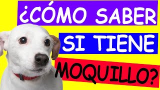 ¿Cómo SABER si mi PERRO tiene MOQUILLO [upl. by Leunam]