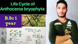 Life cycle of Anthoceros  External and internal structure of anthoceros [upl. by Vary]