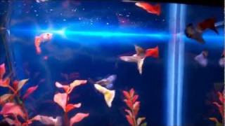 Fancy Guppies In 55 Gallon Aquarium [upl. by Dorahs]