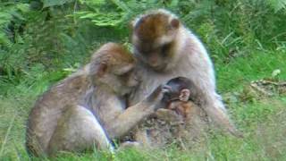 Barbary Macaques [upl. by Violeta]