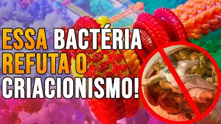 Design Inteligente Refutado Evolução do Flagelo Bacteriano [upl. by Yila]