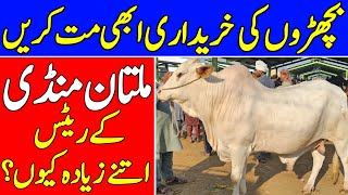 HEAVY WEIGHT BULLS 🔥 IN MULTAN MANDI ❤️‍🔥  LATEST MULTAN MANDI UPDATES 💥  UNIVERSAL TOPICS [upl. by Messing]