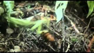 Praying Mantis vs Japanese Giant Hornet [upl. by Fonz854]