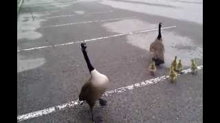 Crazy Canada goose attack [upl. by Trust]