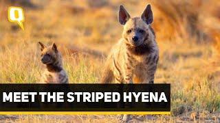 Wild You Were Sleeping Episode 6 Meet the Striped Hyena  The Quint [upl. by Ilarin]