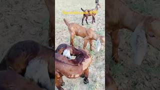 KGF gajusar  goat farmingfarming agriculture goatfarming goat farming training [upl. by Bromley893]