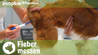 Wie messe ich Fieber bei einem Hund Tipps amp Tricks  Tierarzt QampA  zooplusde [upl. by Salguod215]