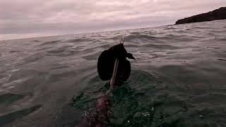 Spearfishing the Shallows  Testing the Hammerhead Spearguns MV3 Mask  Big Island of Hawaii [upl. by Htebi]