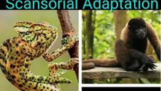 ARBOREAL ANIMAL  SCANSORIAL ADAPTATION  ECOLOGICAL ADAPTATION  features of arboreal animals [upl. by Sessylu]