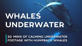 Swim Underwater with Humpback Whales [upl. by Gombach112]