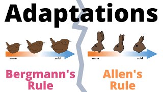 Bergmanns Rule and Allens Rule explained [upl. by Ahsetan]