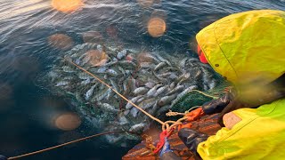 Danish seine fishing in Iceland [upl. by Barbara-Anne]