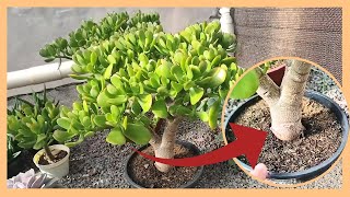 Planta Jade  Crassula Ovata  dicas para cuidar de suas plantas de uma forma correta [upl. by Nerual]