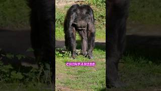 Chimpanzees strength chimpanzee gorillas [upl. by Resor]