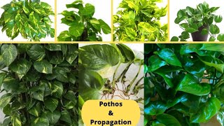 How to Propagate Pothos in Water  Comment bouturer le pothos [upl. by Ahsienaj]