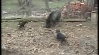 Deutscher Jagdterrier vs Wild boar  terijer sa dsvinjom [upl. by Aguayo]