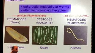 Nematodes part 1 [upl. by Newel]