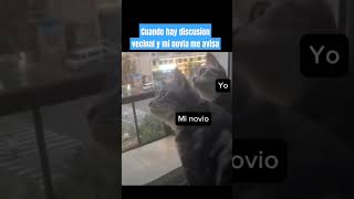 Cuando empieza la discusión vecinal youtubeshorts gatos cat humor gato [upl. by Ocirled]