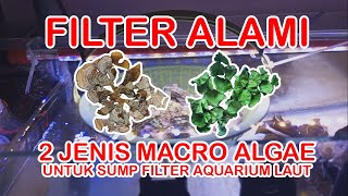 MACRO ALGAE FILTER ALAMI UNTUK AQUARIUM LAUT [upl. by Esiole718]