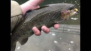 Accotink Creek February 2023 Trout Fishing [upl. by Wescott]