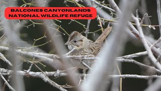 Balcones Canyonlands NWR and Barkley Meadows Park [upl. by Lawton]