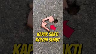 BERI KAPAK SAKTI UNTUK KOLONI SEMUT 🪓🐜 eksperimen semut semutkecil semuthitam semutapi [upl. by Aiciles]