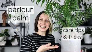 PARLOUR PALM CARE  Chameadorea Elegans Tips amp Tricks [upl. by Aicinad484]