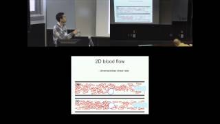 Margination of white blood cells in microvessels [upl. by Asiulana977]