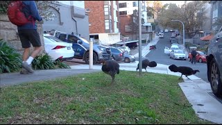 Australian BrushTurkeys walking the streets of Kirribilli [upl. by Swan]