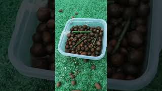 How amazing to grow orchids propagate plant fast and easy 2517 [upl. by Keverian11]