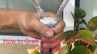 How to Graft Atemoya Kỹ Thuật Ghép Cây Mãng Cầu 2012021 [upl. by Caplan784]