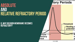 Absolute and Relative refractory period ll Why neuron membrane becomes refractory [upl. by Ennaharas]