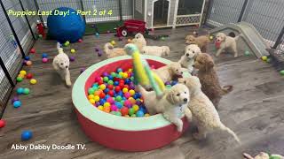 Why is Mini Goldendoodle Puppy So Happy Snacky Snackers cutefunnypuppy puppyvideos [upl. by Allegna296]