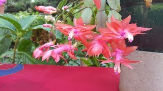 Cuidados y reproducción  Zygocactus truncatus  Schlumbergera truncatus  Santa Teresita [upl. by Ardnuasal]