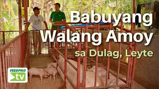 Babuyang Walang Amoy sa Dulag Leyte [upl. by Ahsito379]