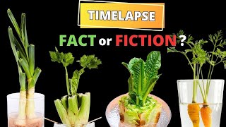 Regrowing VEGGIES from Kitchen Scraps in TIMELAPSE  Does it really work [upl. by Suoinuj]