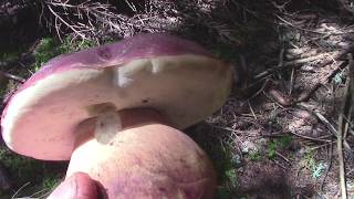 Boletus pinophilus o pinicola Porcino rosso [upl. by Ytinirt]