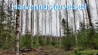 Harvennusterveisiä välipäivitystä hakkuilta [upl. by Odrawde408]