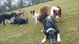 Border collie puppies play is preparation for work [upl. by Auqeenwahs]