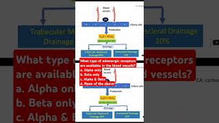 What type of adrenergic receptors are available in the blood vessels [upl. by Ferdinanda799]