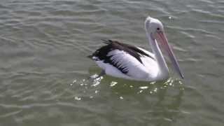 Australian Pelican Feeding on Fish Scraps [upl. by Darcie]