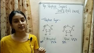 Pentose Sugars  Nitrogenous Bases  Structure of DNA  Lecture 6 [upl. by Ococ702]